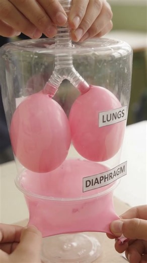 DIY Human Lungs Model 🫁 | Respiratory System School Science Project