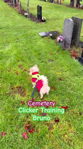 Clicker Training Bruno