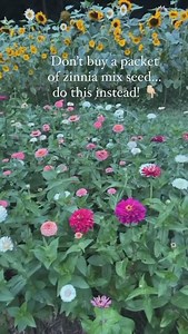Comment GROW for my free cut flower garden for beginners guide where I cover everything you need to know to start your own cutting garden this year! If you love zinnias but maybe not all the bright colors that come in a mix…looking at you yellow zinnias! Do this instead…buy individual seed packets in colors you do love and even different types. For instance, the zinnia colors and varieties shown here in my garden are: 🌸Benary Giant White, Wine, and Salmon 🌸Oklahoma White, Ivory and Salmon 🌸Qu