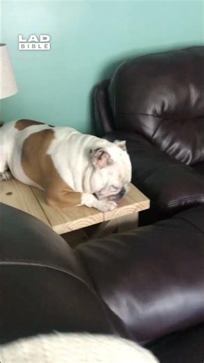 Spotted my dog sleeping on the table today... He was shocked when I caught him 🤣 (🎥: ViralHog)