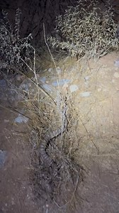 26K views · 382 reactions | A Tiger Rattlesnake in an area where we are studying the dynamic between urban surroundings and remaining desert habitat. We've been watching this one for years – ironically, the greatest threat it may currently face are reptile enthusiasts during a critical time of year. | Rattlesnake Solutions | Facebook