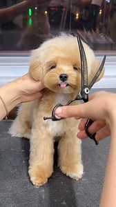 The cutest grooming session ever🥰 | Animal Lovers