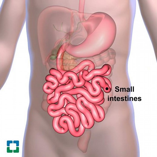 The digestive system.