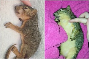 Little baby Jinxy vs. big baby Jinxy 💖💖💖 | Jinx the Squirrel