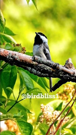 Chickadee Fee Bee Call