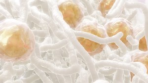 Learn About MACI Science & Data | MACI®