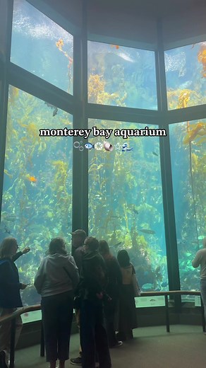 Exploring the Wonders of Monterey Bay Aquarium
