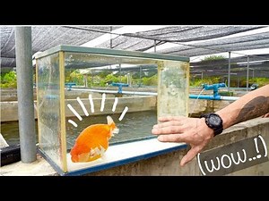 THIS GOLDFISH COSTS 2000 EUROS! -TOOPET