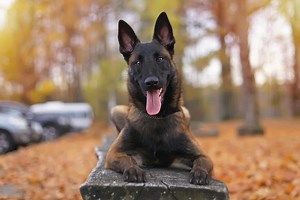 10  Belgian Malinois Colors: All Options Explained