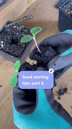 How to thin seedlings. Thinning seedlings helps prevent competition for nutrients and space. If separating seedlings seems a little intimidating, then clipping extra seedlings at the base may be an easier technique. #seedstarting #seedlings #seedstartingtips #thinningseedlings #growfromseed