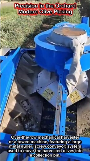 Precision in the Orchard | Modern Olive Picking