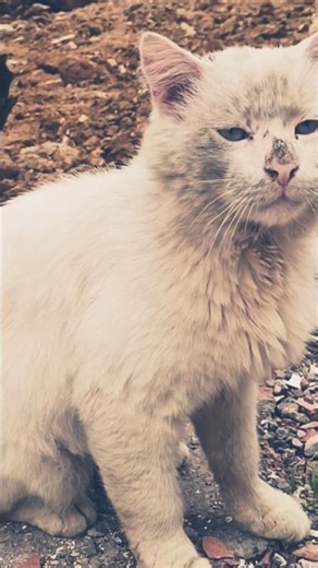 kiten no hokuto..ken!!!