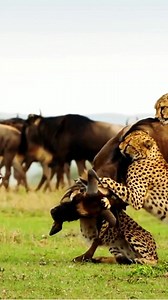 3.2K views · 16 reactions | Cheetahs Vs Wildebeest - Four Cheetahs taking down a Wildebeest. | Interesting World | Facebook