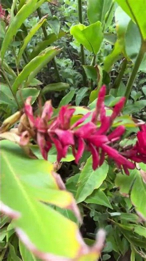 2nd of Red gingers at Kapolei Commons