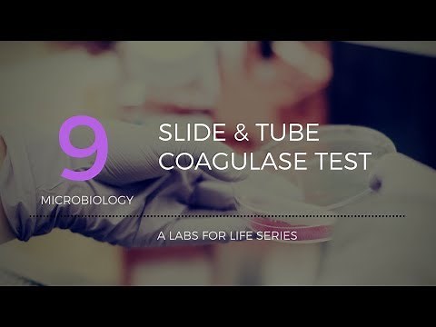 Slide and tube coagulase tests_