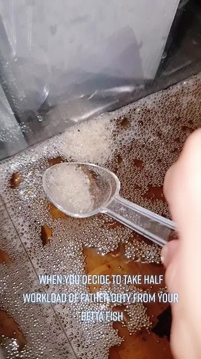 Artificial Hatching without Parent Betta Guide