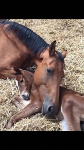 Inspired by one of the most shared images in the horse world. A story of loss, instinct and comfort — recreated with AI 🤍 Because some bonds feel real, even when they’re symbolic. | Horse Lovers
