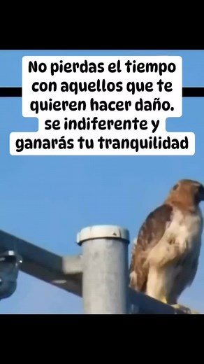 Videos de Mr Monoculo (@mr.monoculo) con “Finish Line - Lux-Inspira”