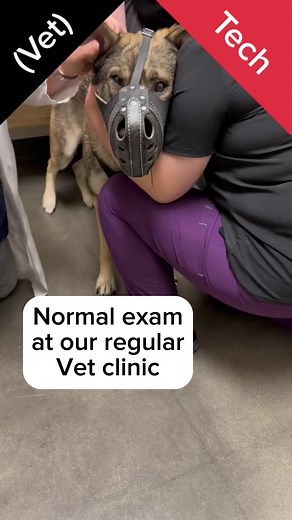 Here’s how he does for a normal exam and injections, not to mention the fact that he had an uneventful exam and nail trim/grind 15 minutes prior to his vet appointment where this happened. ⛧ #cardiacalertdog #servicedog #workingdog #wlgsd #germanshepherd #dogtraining #ambulatorywheelchairuser #mcas #eds #pots | Demon.Dog.Duo
