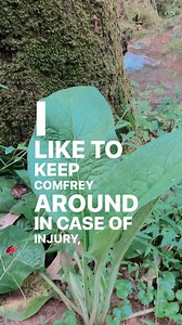 Comfrey is an amazing and useful plant that truly puts you back together! For radiant and enlivened skin, try Comfrey—in my Saving Grace Repairing Facial Serum. Click the link in my bio and find it under “Skincare.” And plant some Comfrey in your garden!! ❤️ | Red Cottage Holistics