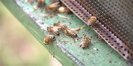 Beekeepers sound the alarm over historic bee die-offs