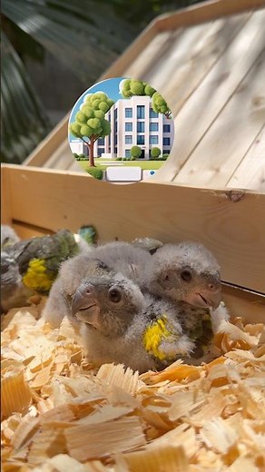 Ever heard of Meyers Parrots🐣