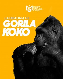 la historia de la GORILA KOKO #koko #coco #gorila | Maury Garnica
