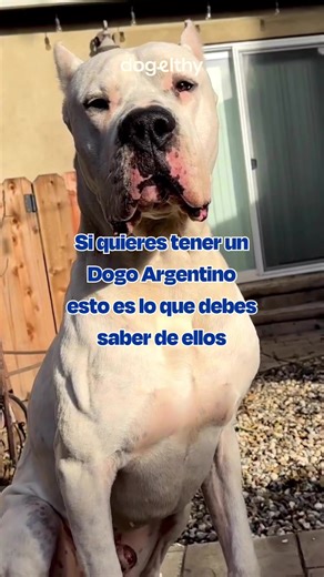 4K views · 84 reactions | El Dogo Argentino, una majestuosa combinación de fuerza y lealtad.  ¿Tienes uno en casa? ¡Cuéntanos tu experiencia! #DogoArgentino #PerrosFuertes #AmorCanino #Dogelthy | Dogelthy | Facebook