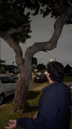 Trees in California - California Sycamore🌴🌳