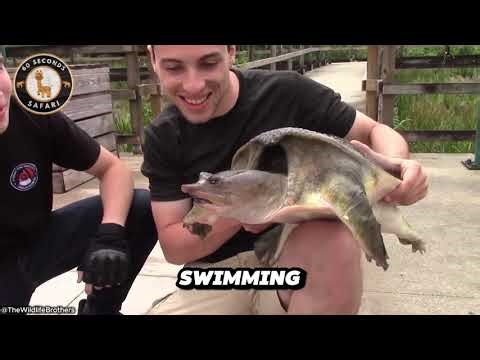 Cantor’s Softshell Turtle 🐢 The Giant Turtle