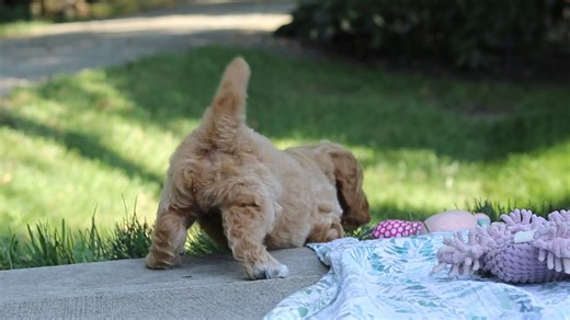Poodle, Standard puppy for sale