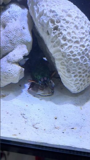 The Strongest Claws in the Ocean | Mantis vs Clam 💣