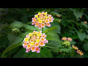Wild Lantana Shrub ~ Baloliya Plant (Lantana pastazensis)