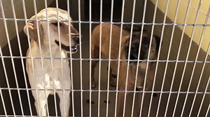 BOTH NO LONGER LISTED 📣GRACE - #A1501321 71lbs I am a female, brown and black Shepherd and Belgian Malinois. The shelter staff think I am about 4 years old. I have been at the shelter since Feb 05, 2019. petharbor.com/pet.asp?uaid=RVSD.A1501321 For more information about this animal, call: Riverside County Animal Control - Riverside Shelter at (951) 358-7387 ABBY (name on kennelcard) #A1497566 52lbs (NO LONGER LISTED) I am a female, yellow Labrador Retriever mix. The shelter staff think I am ab