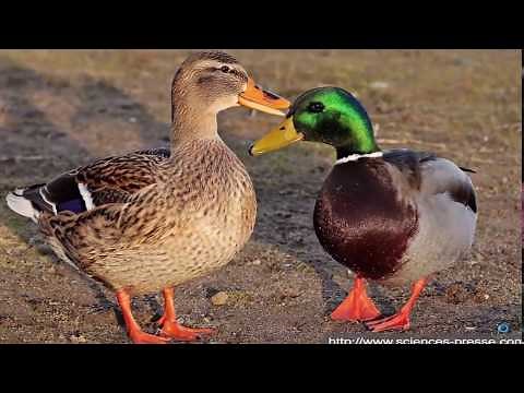 Reproduction insolite des animaux