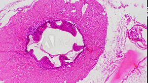 Tissues of human deferens in section filmed under microscope 100x against bright field. Macro footage of scientific slide with pattern of male reproductive system organ studied in the lab. Man anatomy