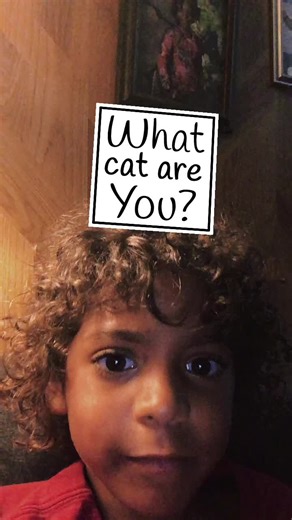 Fgfbdgdf (@fgtee84)’s videos with Cats on Mars - Seatbelts