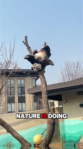 How Is This Animal Still Alive?!