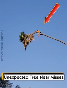 Unexpected Tree Near Misses | Steve Weatherford