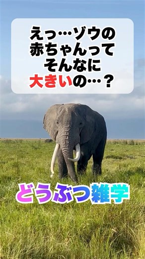 ゾウの赤ちゃんの知られざる秘密…？ 【動物雑学シリーズ】 #shorts
