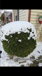 A Winter Observation About Boxwoods and Snow