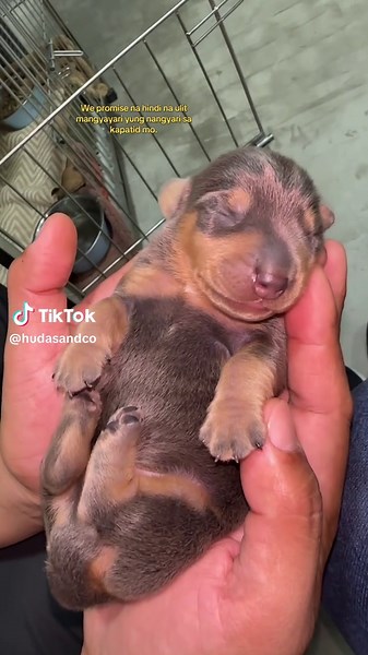 Coping with Pet Loss: Remembering Our Beloved Dog