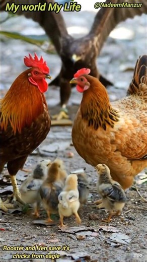 Rooster and Hen save their chicks from eagle🦅🐓🐤🐣🐤#rooster #roosterlovers #hen #henslover #chicks 🦅🐓