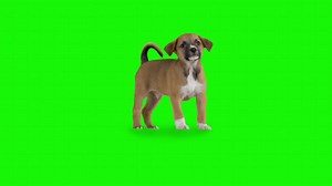 Download Dog on a green background. Seamless looping 4k time-lapse animation background for free