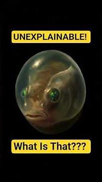 Unexplained Sea Animals Discovered in the Deep Ocean