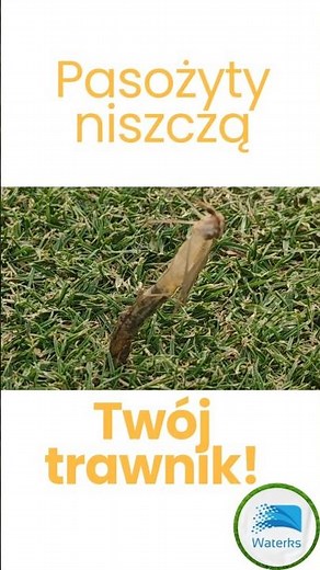 Pasożyty niszczą Twój trawnik! | komarnice, turkuć