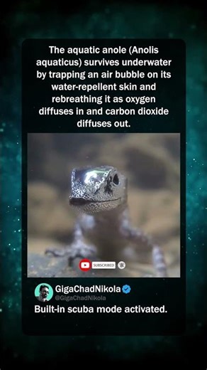 This Lizard Reuses Air to Hide Underwater