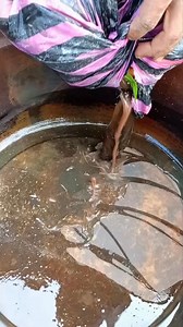 A Bountiful Eel Catch #EelFishing #CatchingEels #EelHunting #SlipperyCatch #EelCatch | Fishing world