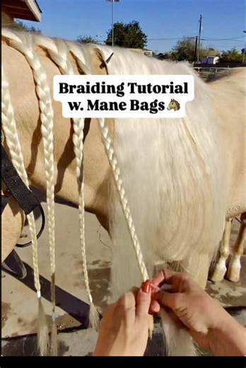 Braiding tutorial using mane bags!🐴✨ . Here’s a detailed breakdown of Fabio’s grooming routine! We always use mane & tail bags from @rockntailbags to seal in the amazing benefits of our grooming products & protect our clients hair from damage! Plus, they have a TON of awesome colors & prints to choose from!☺️🙌🏼 👉🏼Use code CCC10 to save👈🏼 . Products used: 🌟Original Shampoo Conditioner 🪄Miracle Mist 🤍Rainbow Braiding Tape in White 💥Mane Tail Bags in Burgundy . @cowgirlcentralco @rocknta