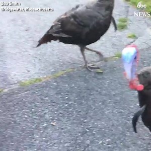 Massachusetts resident accosted by pack of wild turkeys; police warn aggressive turkeys are "a problem in town." | KATU News